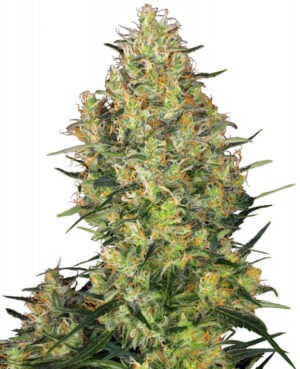 Shiva Skunk - 3 ks feminizovaná semínka Sensi Seeds