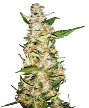 Skunk 1 Automatic -  samonakvétací semínka 10ks Sensi Seeds