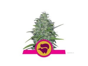 Skunk XL Feminized 5ks