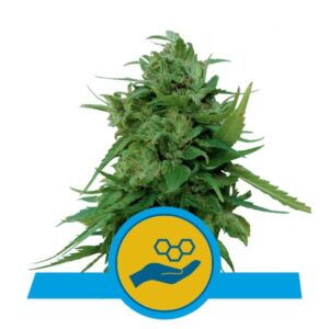 Solomatic CBD - samonakvétací semínka 3 ks Royal Queen Seeds