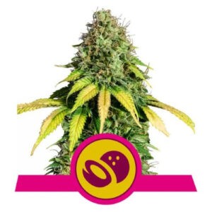 Somango XL - feminizovaná semínka 3 ks Royal Queen Seeds