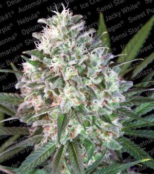 Space Cookies - feminizovaná semínka 5 ks Paradise Seeds