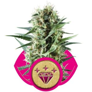 Special Kush n.1 - feminizovaná semínka 5 ks Royal Queen Seeds