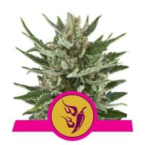 Speedy Chile Fast Version -  feminizovaná semínka 3 ks Royal Queen Seeds