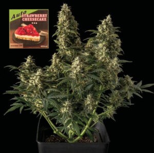 Strawberry Cheesecake Auto - samonakvétací semena marihuany