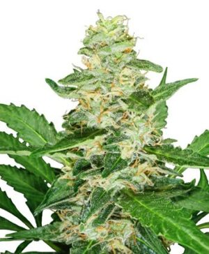 Super Skunk Automatic -  samonakvétací semínka 10ks Sensi Seeds