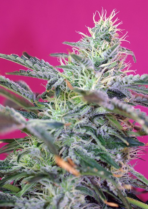 Sweet Cheese Auto – 5 ks autoflowering semínek  Sweet Seeds