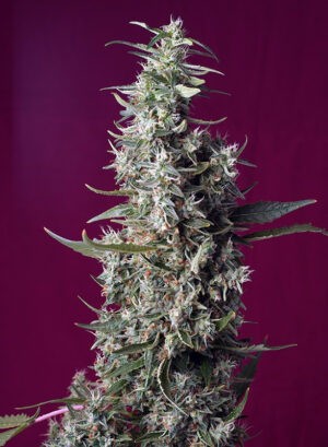 Sweet Cherry Pie - feminizovaná semínka 5 ks  Sweet Seeds