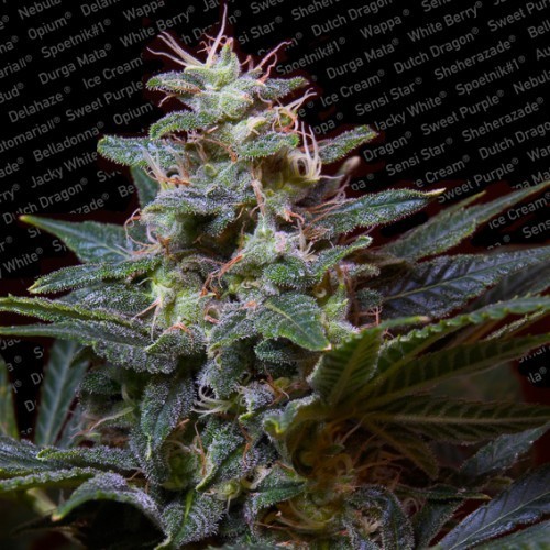 Sweet Purple - 10 ks feminizovaná semínka Paradise Seeds