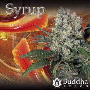 Syrup  - feminizovaná a samonakvétací semínka 10 ks Buddha Seeds