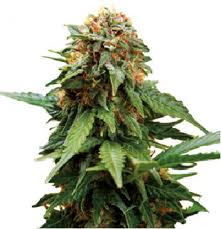 Tangerine Dream – feminizovaná semínka 10 ks Barney Farm