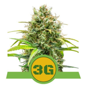 Triple G Auto - feminizovaná semínka 10 ks Royal Queen Seeds