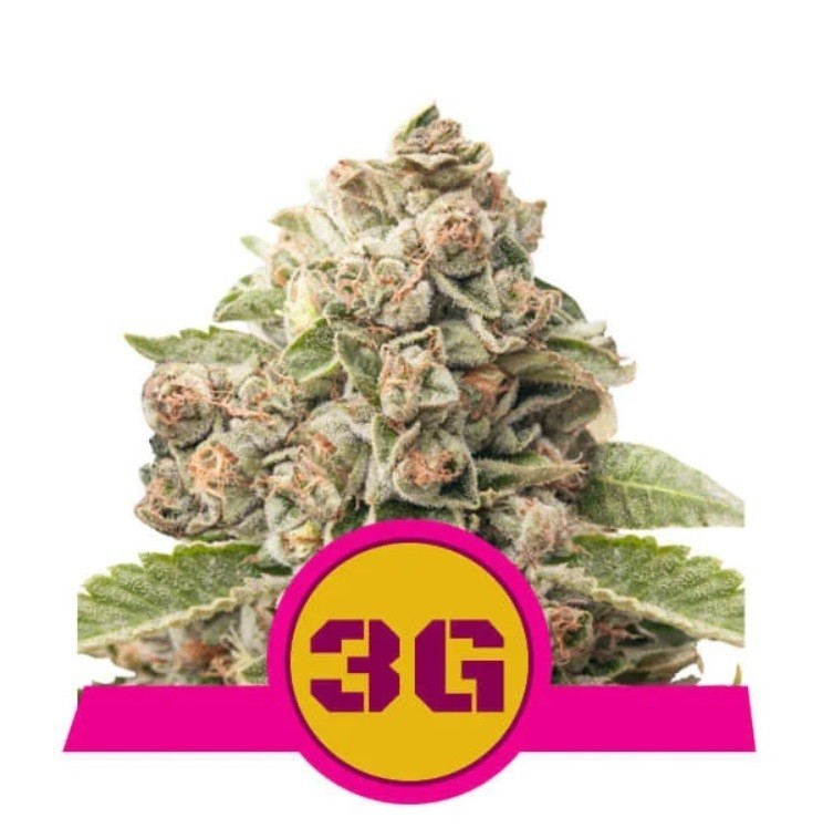 Triple G - feminizovaná semínka 5 ks Royal Queen Seeds