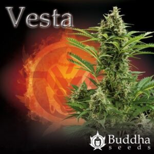 Vesta - feminizovaná a autoflowering semínka 10 ks Buddha Seeds