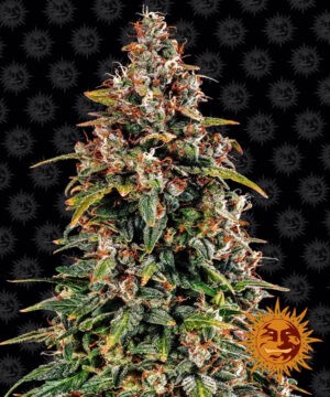 Watermelon Zkittlez Auto - autoflowering semena marihuany 3 ks Barney´s Farm