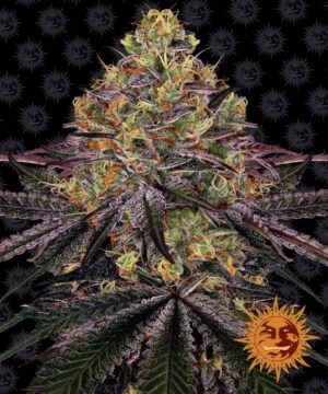 Watermelon Zkittlez - feminizovaná semínka 5 ks Barney´s Farm