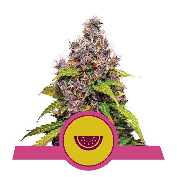 Watermelon - feminizovaná semena od Royal Queen Seeds