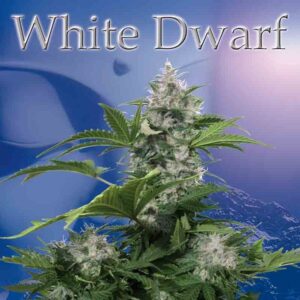 White Dwarf - feminizovaná a autoflowering semínka 10 ks Buddha Seeds