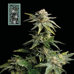 White Widow fast version - feminizovaná semena konopí 5ks